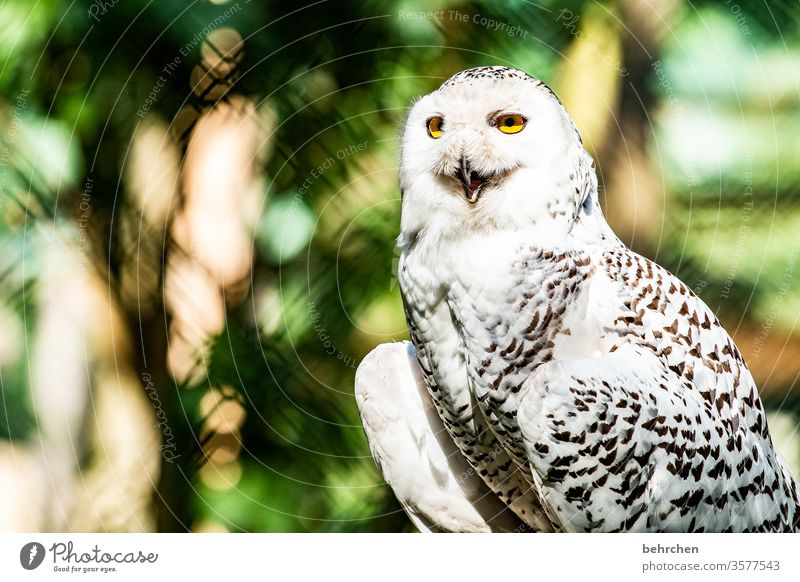 besonders sein außergewöhnlich Schneeeule Eule Schnabel Federn Menschenleer Tiergesicht schön Natur Wildtier hübsch Tierporträt Tierschutz Flügel Vogel