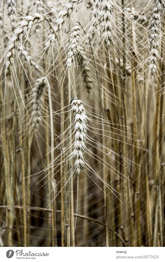 Getreideähre Getreidefeld Pflanze Ähren Natur Korn Kornfeld erntereif Feld Sommer Nutzpflanze Wachstum Landwirtschaft Grundnahrungsmittel Energielieferant