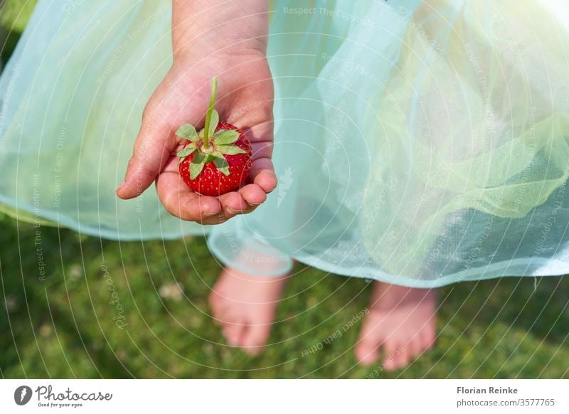 Vierjähriges Mädchen mit Tüllrock hält eine Erdbeere in der Hand Erdbeeren Kindheit jung Beeren Lebensmittel Frucht im Freien Sommer Kaukasier Rock Glück