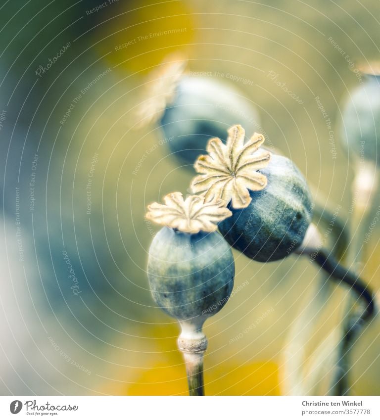 Mohnkapseln des Klatschmohns neigen sich zueinander Kapselfrucht samenstand Mohnblume Papaver rhoeas Sommer papaver Wiese grün Farbfoto Garten verblüht