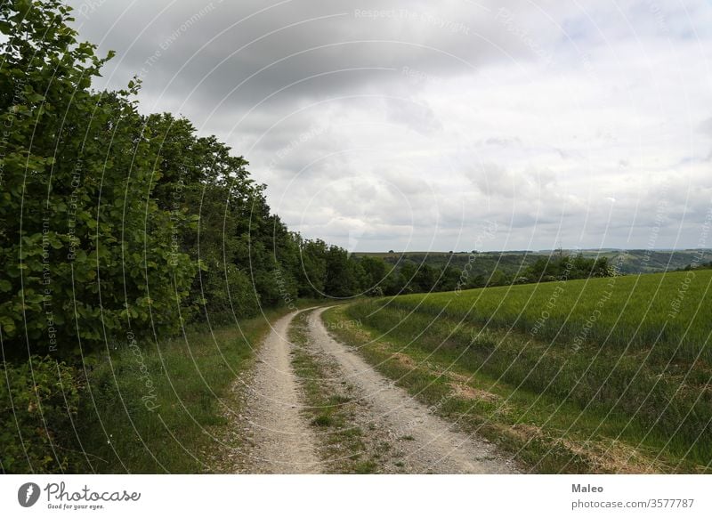 Sommerlandschaft mit Getreidefeldern an einem bewölkten Tag Feld Weizen Himmel blau Landschaft Cloud Natur Pflanze Ackerbau Müsli Ernte Bauernhof ländlich gelb