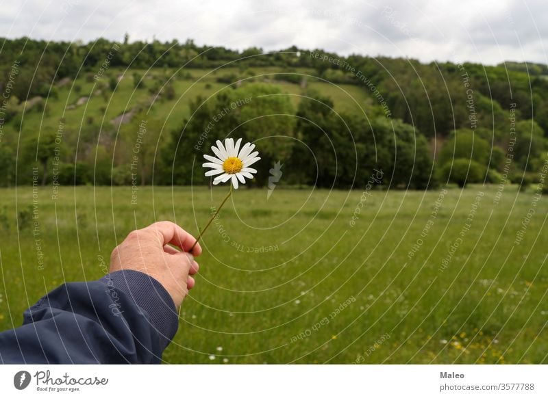 Weisses Gänseblümchen in der Hand auf dem Hintergrund einer Sommerlandschaft Blume geblümt grün Landschaft Wiese Natur weiß schön Feld Pflanze Schönheit Flora