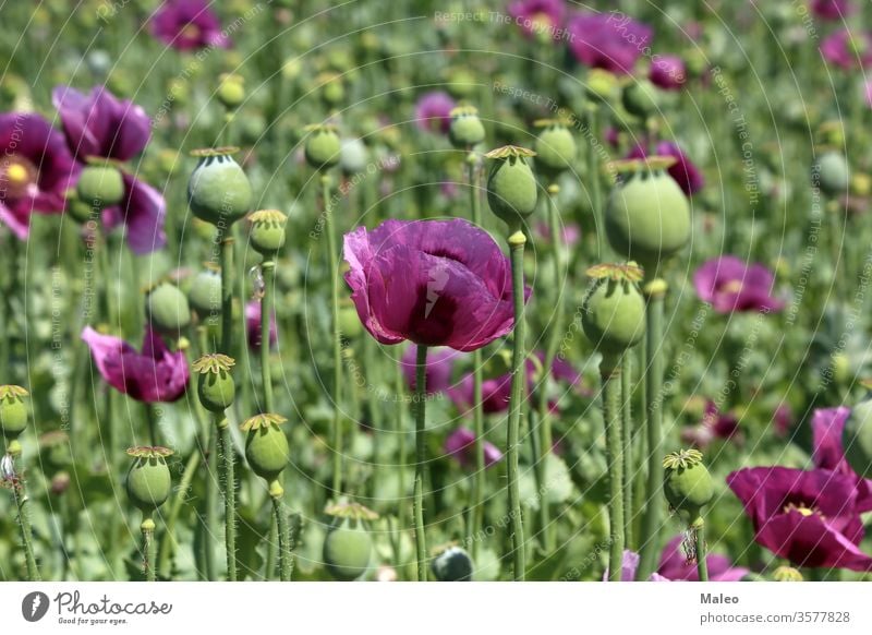 Feld mit rotvioletten Mohnblüten im Sommer Blume Schönheit Blüte Farbe Garten Wiese Natur Pflanze purpur Saison Frühling Hintergrund schön Blütezeit geblümt