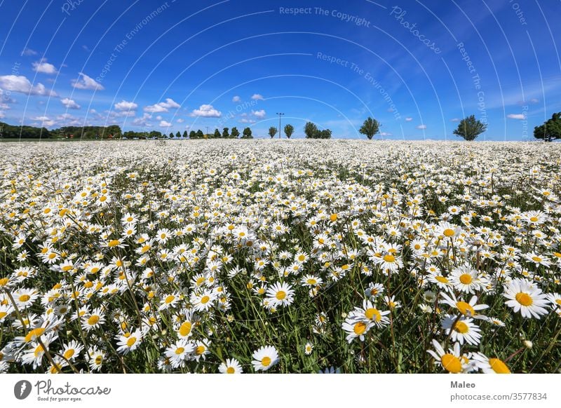 Kamillenfeld an einem sonnigen Maitag Hintergrund Frühling gelb Blume Wiese Echte Kamille Garten Sommer schön Schönheit Blüte Gänseblümchen Tag Feld Flora Natur