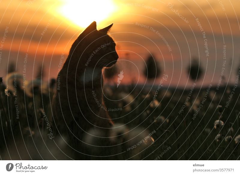 Katze sitzt auf einer Wiese mit Pusteblumen im Gegenlicht vor der untergehenden Sonne Sonnenuntergang Kater Silhouette Freigänger Lichtsaum ländlich Dorf