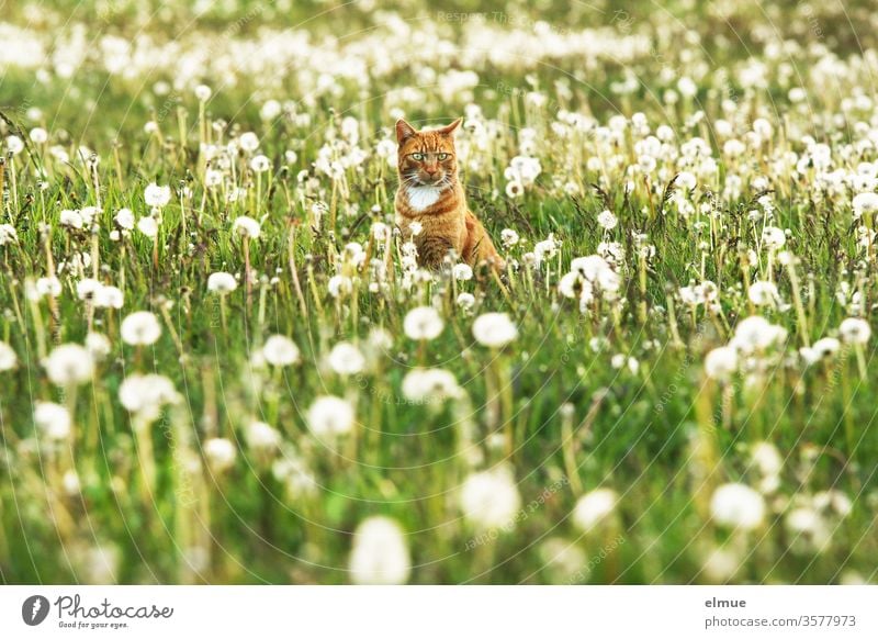 rote Katze sitzt auf einer Wiese mit Pusteblumen Kater Freigänger ländlich Dorf romantisch warten Haustier Hauskatze Ruhe Kugel Samenstand Hundeblume Blick