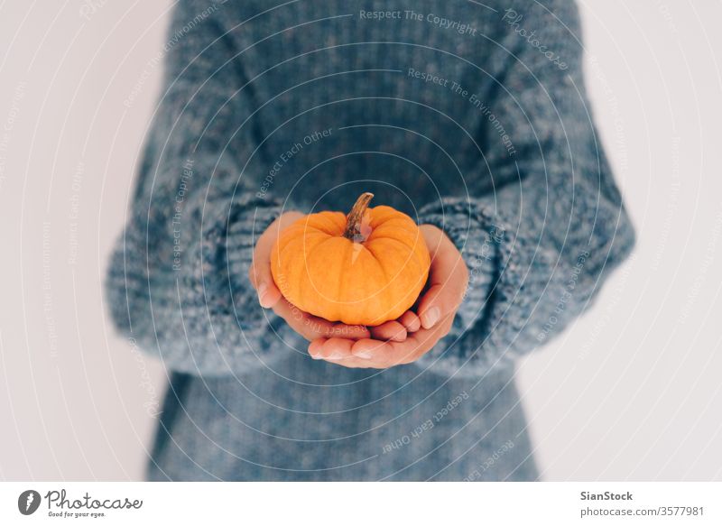 Frauenhände halten Kürbis. Halloween, Erntedankfest wenig Beteiligung Frucht vereinzelt Koch Winter blau weich November Pullover Gesundheit orange Lebensmittel