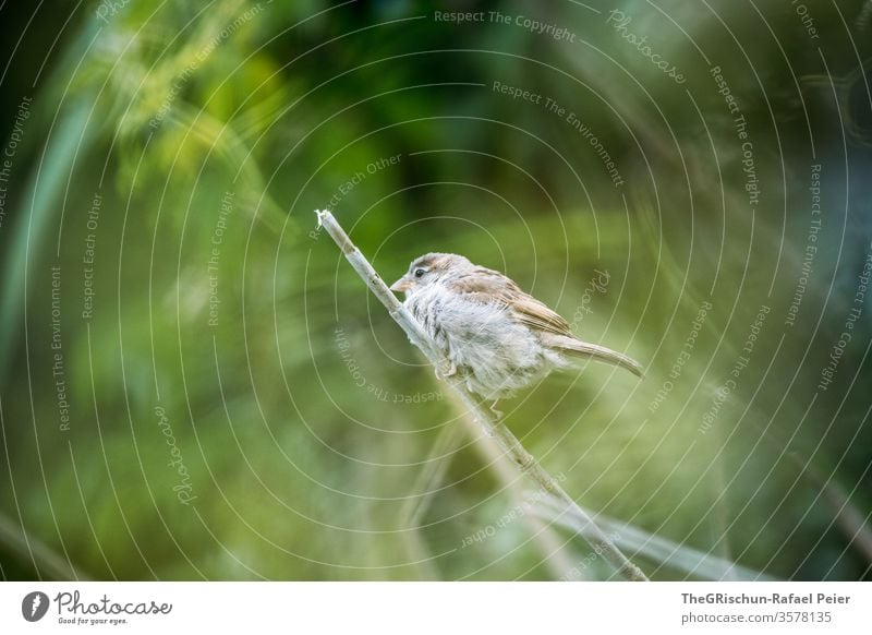 Spatz sitzt auf einem Ast Vogel Feder Tier Farbfoto Schnabel Außenaufnahme Natur braun unscharfer Hintergrund fliegen Tierporträt 1 Nahaufnahme klein