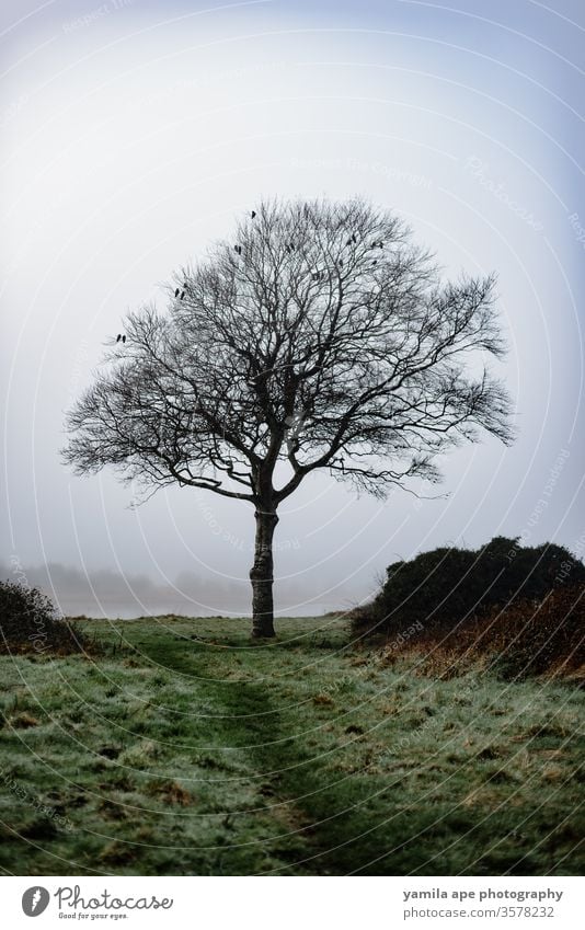 Baum mit Krähen an einem nebligen Tag im Wald Republik Irland galway Nebellandschaft Wälder Stimmung launisches Wetter Herbst Winter Natur Außenaufnahme