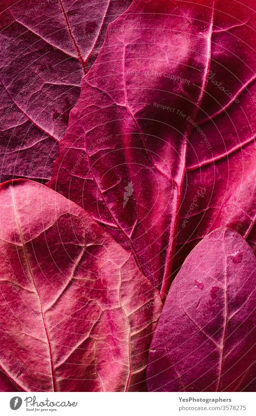 Blätter von Bergspinat. Rote Pflanzen Hintergrund obere Ansicht Amaranth-Pflanzen Antioxidantien Atriplex hortensis Nahaufnahme kultiviert Entzug Diät Sehne