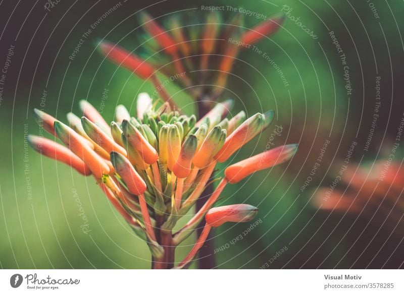 Knospen einer orangefarbenen Agavenblüte in einem Botanischen Garten Blütenknospen Blume Pflanze Wachstum hell Sommer Natur Botanik Jardi Botanic Blütezeit