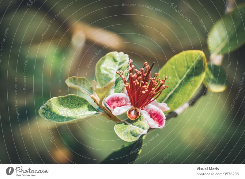 Exotische rote Blüte des Ananas-Guavenbaums, auch bekannt als Feijoa Sellowiana Blume feijoa Blütezeit botanisch Botanik Flora geblümt Blütenblätter blumig