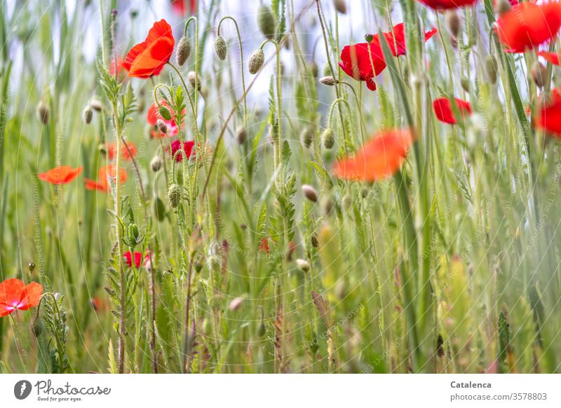 Mohnsüchtig Flora Pflanze Blume Natur Mohnblüte Sommer Blüte Mohnfeld Wiese Klatschmohn rot grün blühend Mohnkapsel Umwelt schön Wildpflanze Tag