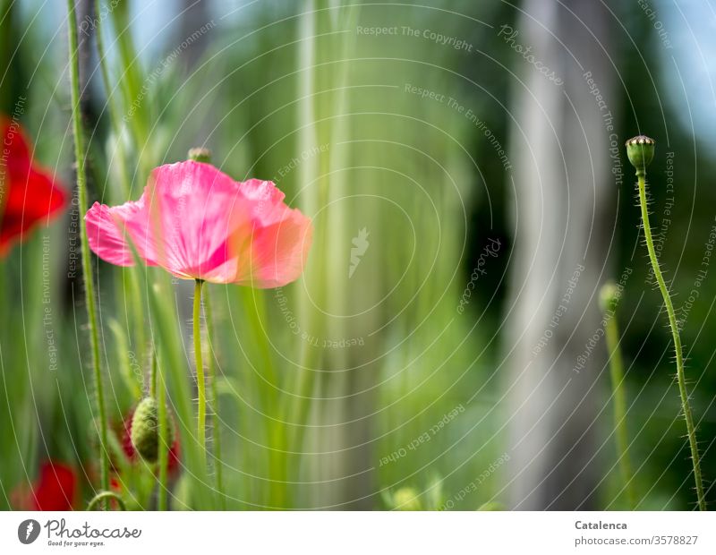 Kein Montag ohne Mohn Tag Wildpflanze schön Umwelt Mohnkapsel blühend grün rot Klatschmohn Wiese Mohnfeld Blüte Sommer Flora Pflanze Natur Blume Mohnblüte blau