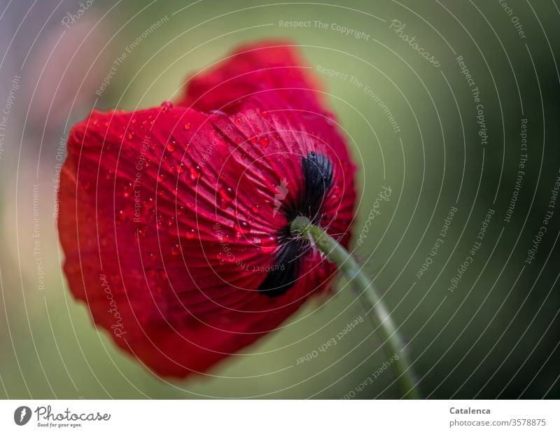 Klatschmohn Nr 1002 mit Regentropfen Grün nass Nahaufnahme Frühling Umwelt Blüte Natur schlechtes Wetter Regenrtopfen Wassertropfen Mohnblüte Blume Pflanze