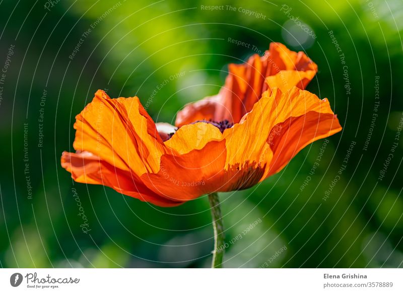 Makrofoto einer einzelnen Mohnblume. Mohnblumen rot rote Mohnblumen blühende Blumen scharlachrot offene Blume mehrjährige Pflanzen Mohnfeld holländisch