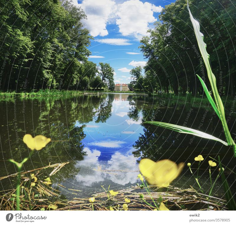 Seeblick Park Teich Bäume Wald Wasser Grashalm Butterblumen Reflexion & Spiegelung Wasserspiegelung windstill Natur Außenaufnahme Menschenleer Farbfoto