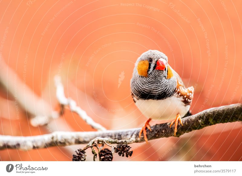 pieps Tierporträt Unschärfe Kontrast Licht Tag Menschenleer Detailaufnahme Nahaufnahme Außenaufnahme Farbfoto Schnabel rot klein schön fantastisch exotisch