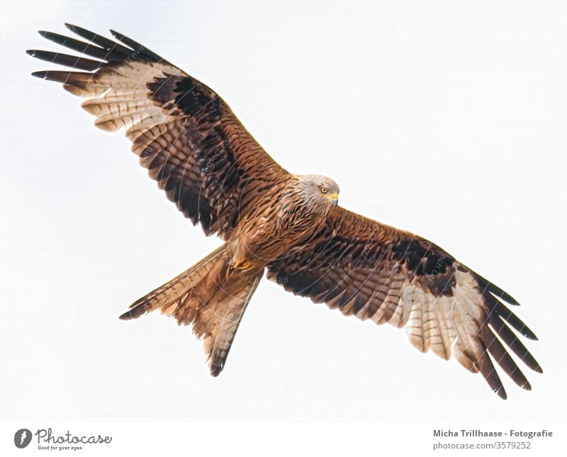 Fliegender Rotmilan Roter Milan Milvus milvus Königsweihe Gabelweihe Greifvogel Kopf Schnabel Auge Flügel Federn Flügelspanne fliegen kreisen Flügelschlag