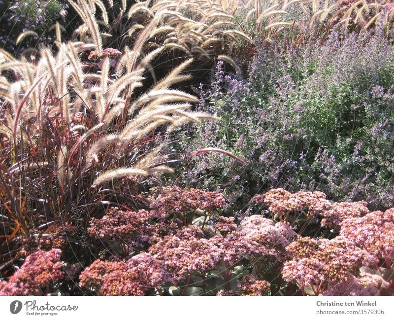 Spätsommerliche Blumen und Gräser. Rotes Lampenputzergras, Fetthenne und Katzenminze Pennisetum setaceum rubrum Fette Henne Sommer Sommerblumen blühend