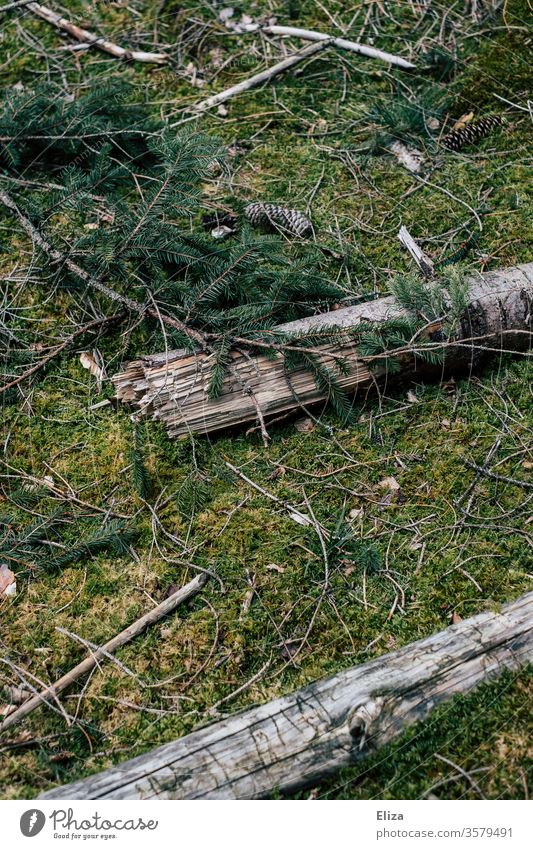 Moosbedeckter Waldboden mit Ästen, Zweigen und Tannenzapfen Textur grün moosbedeckt morsch Holz Birkenholz Birkenäste Natur Zweige u. Äste Menschenleer Umwelt