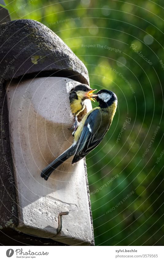 Kohlmeise füttert ihr Junges Meise Meisen Vogel Vogelfamilie Jungtier füttern Fütterung Fürsorge Nistkasten Wildtier Tierporträt brüten Brut Brutpflege fliegen