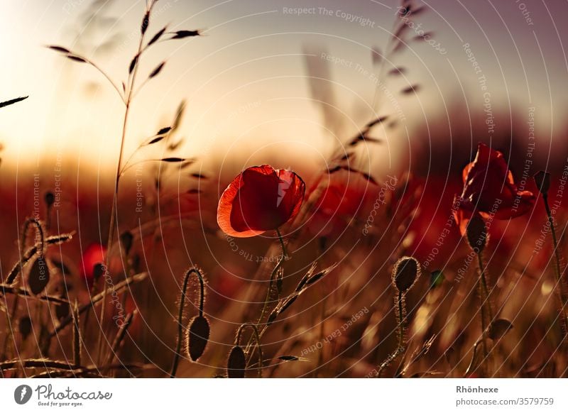 Mohnblume im Abendlicht Makroaufnahme goldenes Licht Außenaufnahme Natur Farbfoto goldene Stunde Sonnenuntergang Menschenleer Landschaft schön natürlich