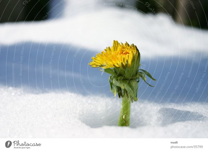 Kuck mal wer da blüht Löwenzahn Blume Frühling Winter gelb weiß grün verdeckt Blüte Schnee Schattern