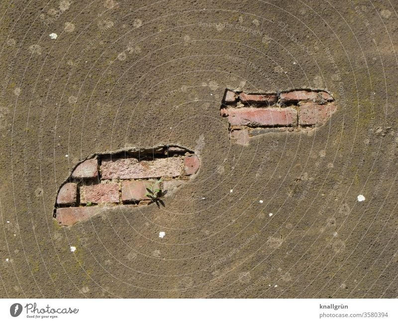 Große Löcher im Putz auf einer Ziegelsteinmauer, aus der ein kleines Grünpflänzchen wächst Mauer abblättern alt dreckig Pflanze Grünpflanzen Überleben