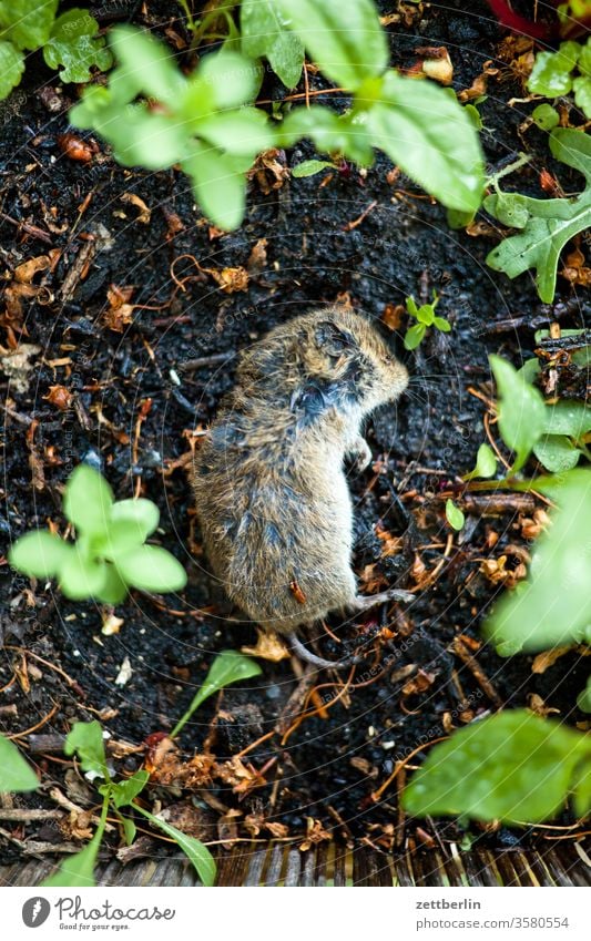 Tote Wühlmaus tier wühlmaus schädling gartenschädling freßfeind tot gestorben Arvicolinae Cricetidae fell pelz liegen todesfall leiche leichenstarre