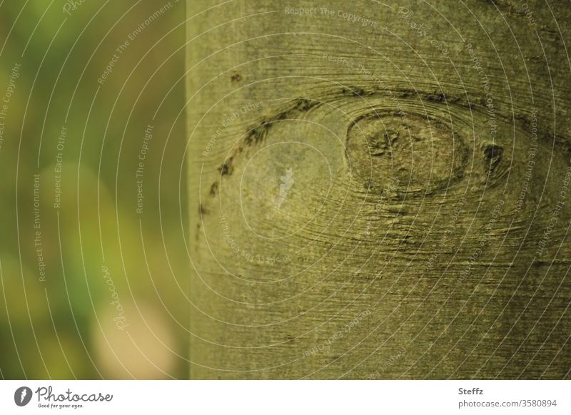 Im Wald bist du nie allein Baumauge Baumrinde Buchenrinde bizarr Blick Auge Pupille Beobachtung Rinde Struktur Baumstamm Buchenstamm Naturmuster achtsam