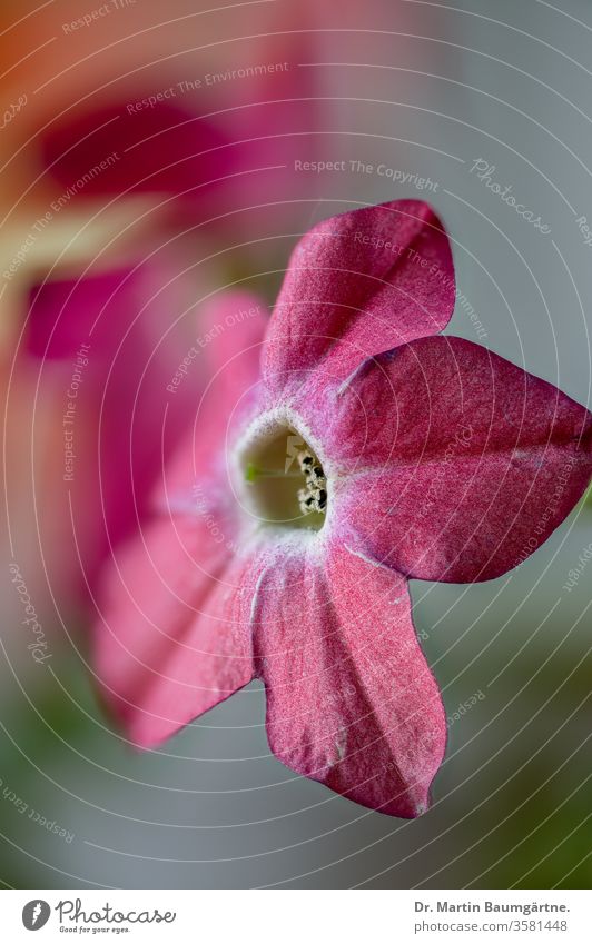 Ziertabak, Blüte, Nicotiana x sanderae Tabak Blume Sommerblüher rosa Hybride Nachtschattengewächse Solanaceae Zierpflanze