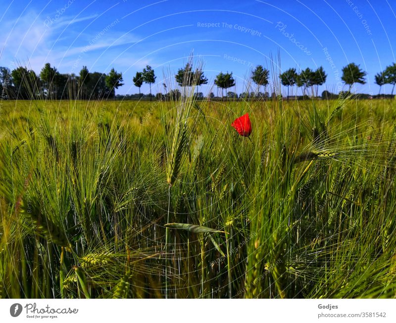 Mohnblume im Kornfeld mit Bäumen am Horizont vor blauem Himmel Natur Pflanze Blume rot Blüte Sommer Mohnblüte Menschenleer Frühling Umwelt Blühend Wiese