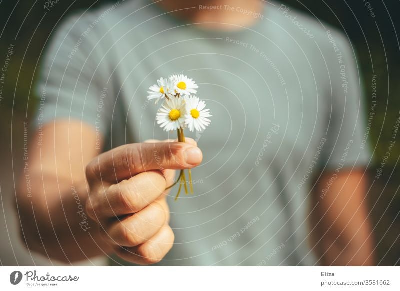 Ein Mann schenkt einen selbst gepflückten Strauß Gänseblümchen Zuneigung mitbringen Blumen Sträußchen Frühling Blüte nett aufmerksam geben Hand Geschenk