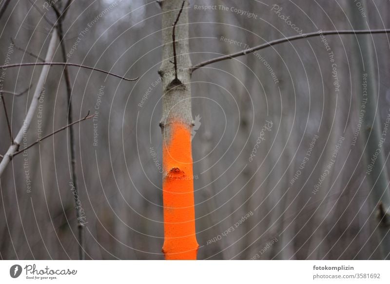 neon orange gekennzeichnetes Geäst Struktur Wald neonfarbig Kennzeichen neongelb neonorange Farbe sprühfarbe farbenfroh Farbenwelt leuchten grau kahl