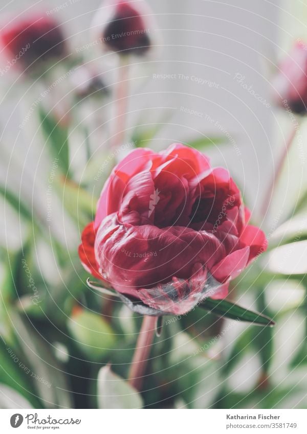 Rote Pfingstrose Roséwein Natur Außenaufnahme Farbfoto Blume Blüte rosa Rosenblüte Rosenblätter Duft Garten Sommer schön Rosengewächse Blühend Tag Rosengarten