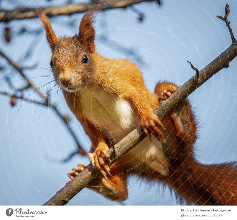 Neugierig schauendes Eichhörnchen Sciurus vulgaris Tiergesicht Kopf Auge Maul Nase Ohr Fell Pfote Krallen Nagetiere Natur Wildtier beobachten Blick niedlich