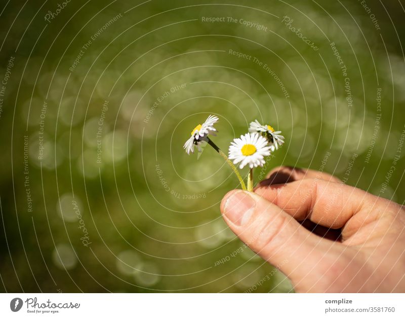 Drei Gänseblümchen in der Hand drei pflücken Blumenstrauß Blumenwiese Frühling Sonne Natur natürlich Natürlichkeit Naturschutzgebiet Wiese Garten Sommer