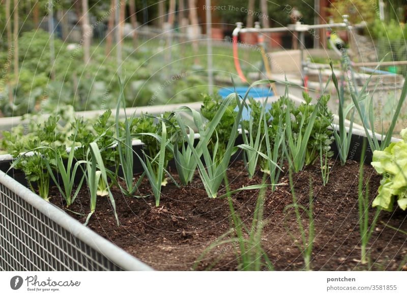 Kräuter und Salat in einem Hochbeet. Weitere Gemüsebeete im Hintergrund Gärtnern anpflanzen gärtnern kräuter salat garten gemüse nutzgarten natur grün