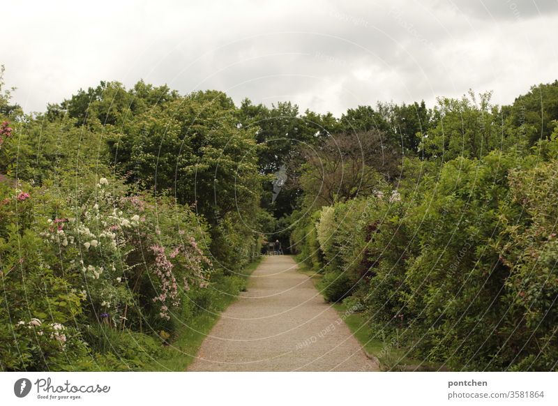 Weg in einer Schrebergartenanlage. Sträucher, Bäume, Blumen. Grüne Natur. Spießigkeit anpflanzen natur weg grün bäume sträucher blumen bewölkt blühen Frühling