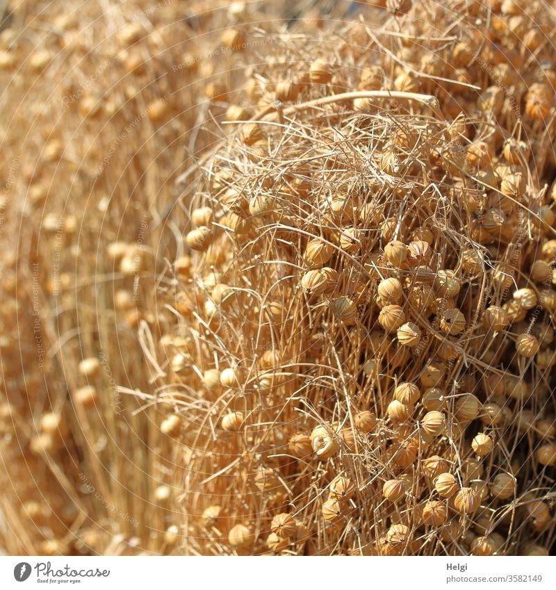 Leinsamen - reifer gemeiner oder echter Lein, getrocknet in Bündeln Flachs Ernte Lebensmittel Ernährung Gesundheit Vegetarische Ernährung Gesunde Ernährung