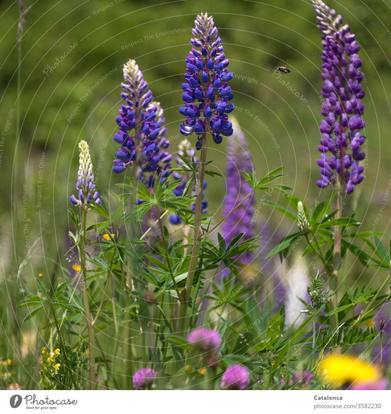 Lupinen blühen,  eine Biene fliegt umher, im Vordergrund sieht man die Blüten des roten Klees. Pflanze Flora Blume Blätter Roter Klee Natur Blühend