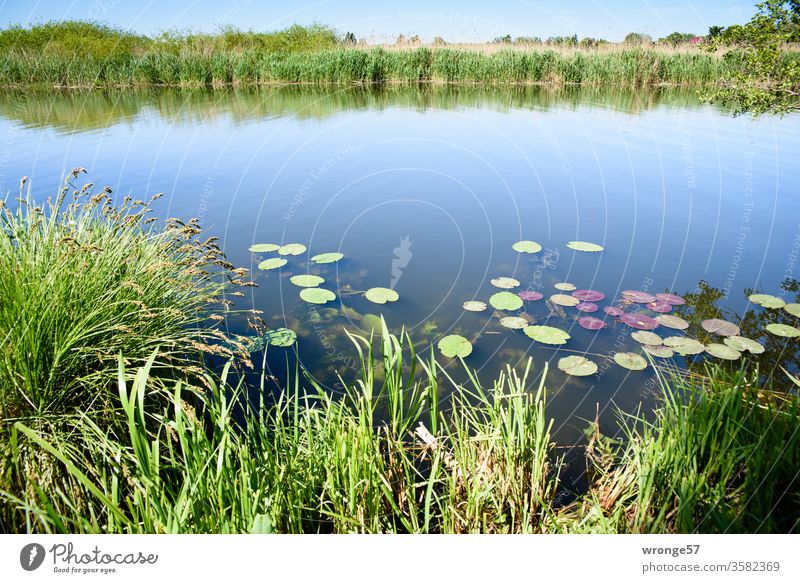 Die Warnow mit Seerosen und Schilf unter wolkenlosem blauen Himmel Fluss naturbelassen Mecklenburg-Vorpommern Schwaan Ufer Uferstreifen Uferrand