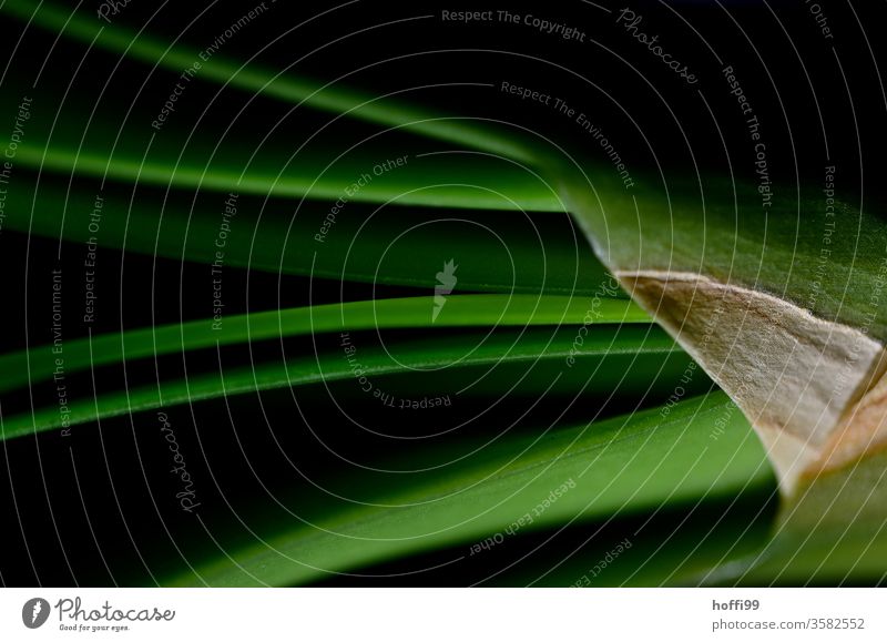 das Grün der Pflanze verschwindet im Schwarz Blatt abstrakt abstrakte Formen grün Grünpflanze Strukturen & Formen Natur Umwelt Makroaufnahme Muster