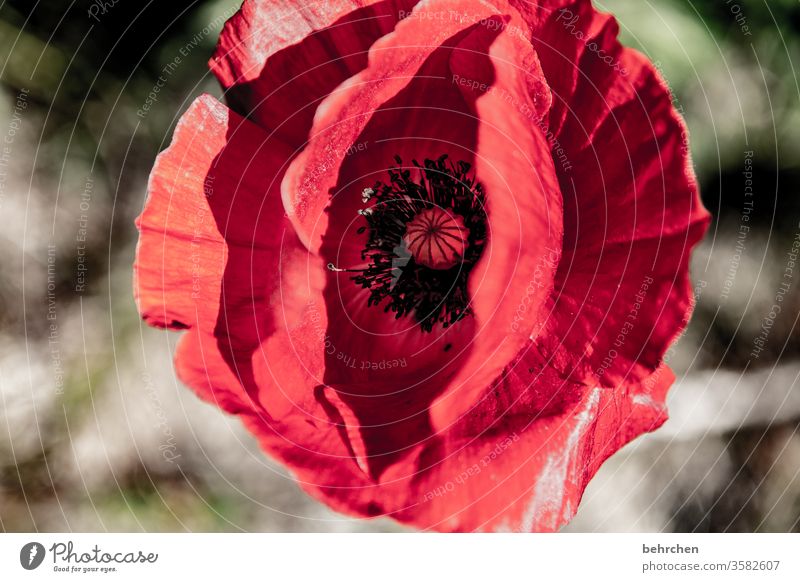 empfangsbereit Blütenstaub leuchtend prächtig Pollen Blütenstempel Mohnkapsel mohnblumen Mohnblüte Blume blühen duftend Duft Sommer Frühling Sonnenlicht