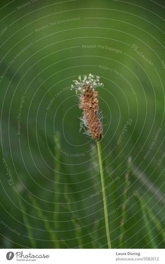 verwelkende zarte Wildblume vor grünem Hintergrund Pflanze Natur Detailaufnahme Außenaufnahme natürlich Umwelt Vegetation Leben ökologisch Umweltschutz