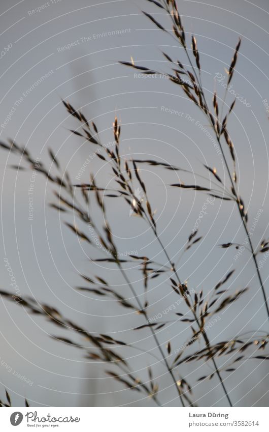 zarte Gräser silbrig glitzernd im Licht Sonnenlicht Schatten filigran fein Zauber magisch zauberhaft geheimnisvoll Außenaufnahme Natur silber Schönheit