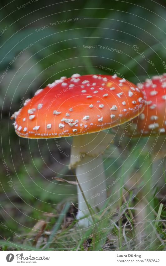 Fliegenpilze Nahaufnahme Pilz Pilzhut Pilzsucher Pilzkopf Pilze Wald Umwelt Außenaufnahme Natur Detailaufnahme Entdeckung Fundstück unterwegs Ausflug Herbst