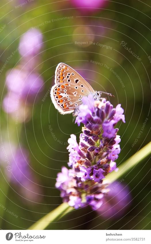 flatterhaft Wärme sommerlich leuchten hell Flieder schmetterlingsflieder pink zart klein hübsch Natur Pflanze Tier Frühling Sommer Blume Blüte Garten Park Wiese