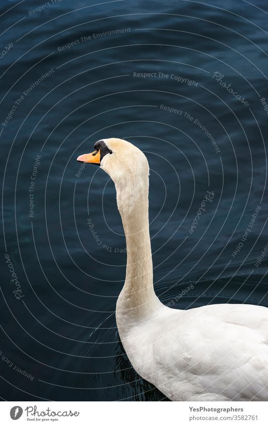 Schwan auf dunkelblauem Wasser an der Limmat. Wasservogel-Portrait 1 Fluss Limmat Schweiz Zürich Zürcher Fauna Tiere Schnabel Vögel Blauwasser Textfreiraum